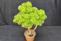 Aeonium arboreum in the pot