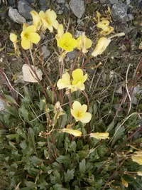 Alpine Cabbage
