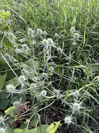 Blue eryngo photo by a Botan App user