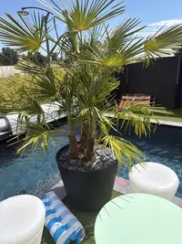 Windmill palm photo by a Botan App user