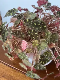 SІtriped begonia photo by a Botan App user