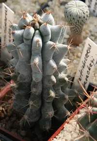 Stenocereus beneckei (Stenocereus beneckei) plant