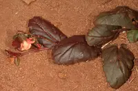 Purpleleaf Dollsrose (Hermannia depressa) plant