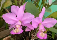\the more noble cattleya\