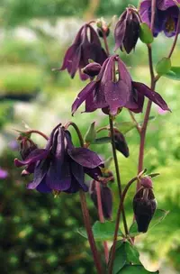 Bulgarian Columbine (Aquilegia nigricans) plant