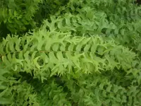 fishtail swordfern (Nephrolepis falcata) plant