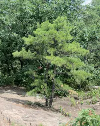 Pitch Pine (Pinus rigida) plant