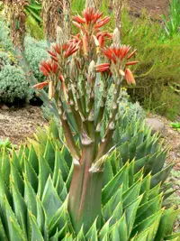 Spiral aloe