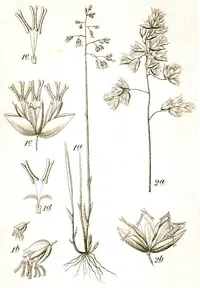 Southern Holy-grass