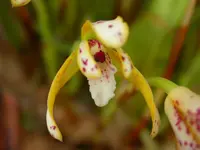 Maxillaria picta
