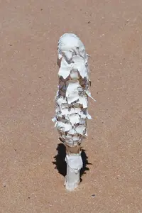 Desert Shaggymane