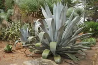 Century plant (Agave americana) plant