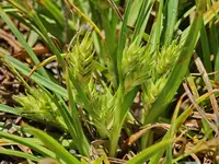 barley sedge