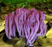 violet coral fungus