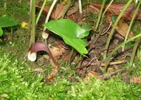 Mousetail plant