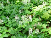 heartleaf foamflower (Tiarella cordifolia) plant
