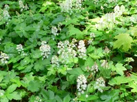 heartleaf foamflower (Tiarella cordifolia) plant