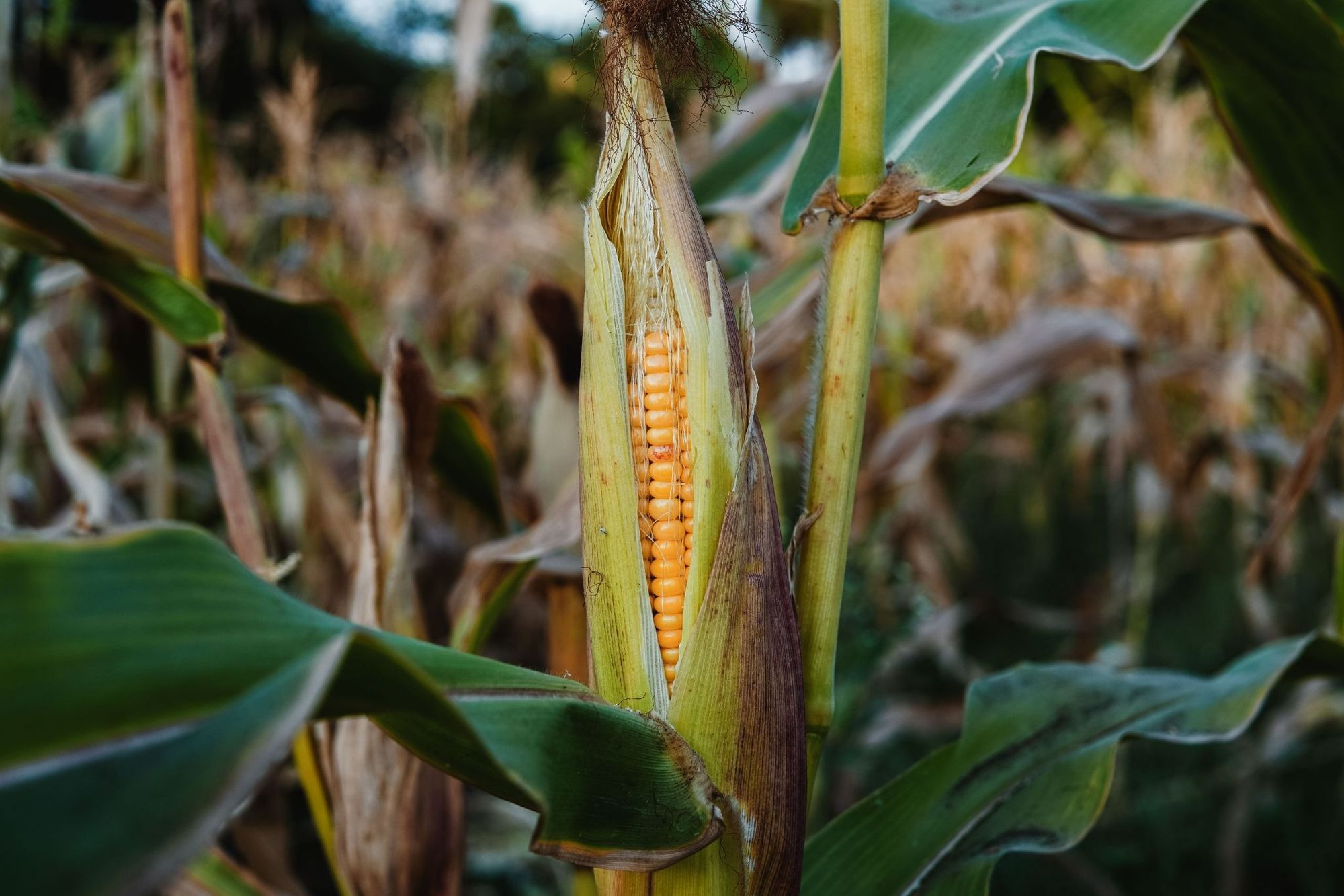 Corn plant