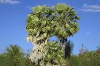 Carnauba palm