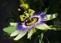Blue Passion Flower (Passiflora caerulea) plant
