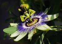 Blue Passion Flower (Passiflora caerulea) plant