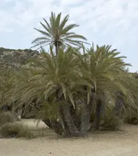 Cretan date palm