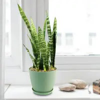 Dracaena zeylanica (Dracaena zeylanica) plant