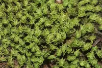 Park Yoke-moss (Zygodon rupestris) plant