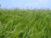 black-grass (Alopecurus myosuroides) plant
