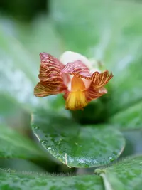 Costus elegans