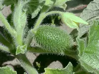 squirting cucumber