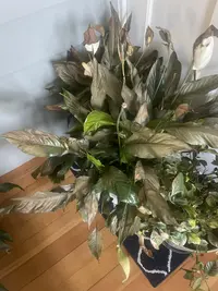 Peace Lily photo by a Botan App user