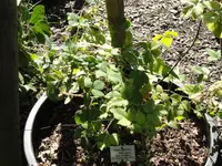 Wood Bramble