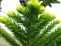 De Laubenfels' araucaria
