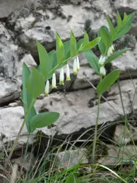 angular Solomon's seal