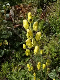 yellow monkshood