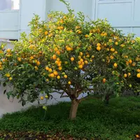 Citrus x limon 'Eureka'