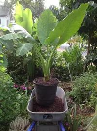 Elephant's Ear
