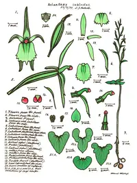 Acianthus amplexicaulis (Acianthus amplexicaulis) plant