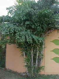 Burmese fishtail palm