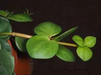 Peperomia pecuniifolia leaves