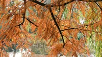 Bald cypress
