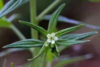 Heller's marbleseed (Lithospermum helleri) plant