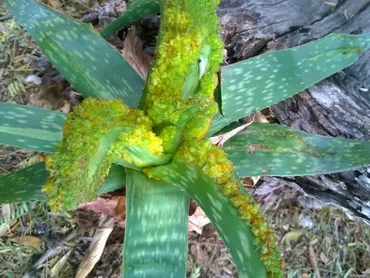 Aloe Mites