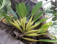 Pacová (Philodendron martianum) plant
