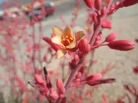 Red yucca