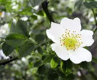 Field-rose