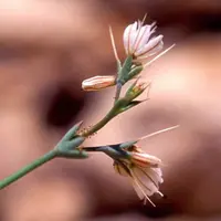 Parish's oxytheca (Acanthoscyphus parishii) plant