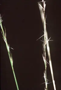 pineland threeawn