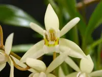 bearded coelogyne